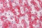 CYPOR / POR Antibody (clone 6C4)